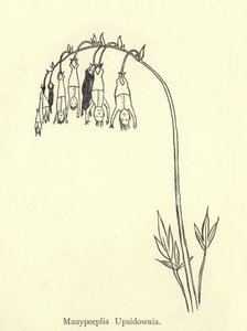 Manypeeplia Upsidownia by Edward Lear